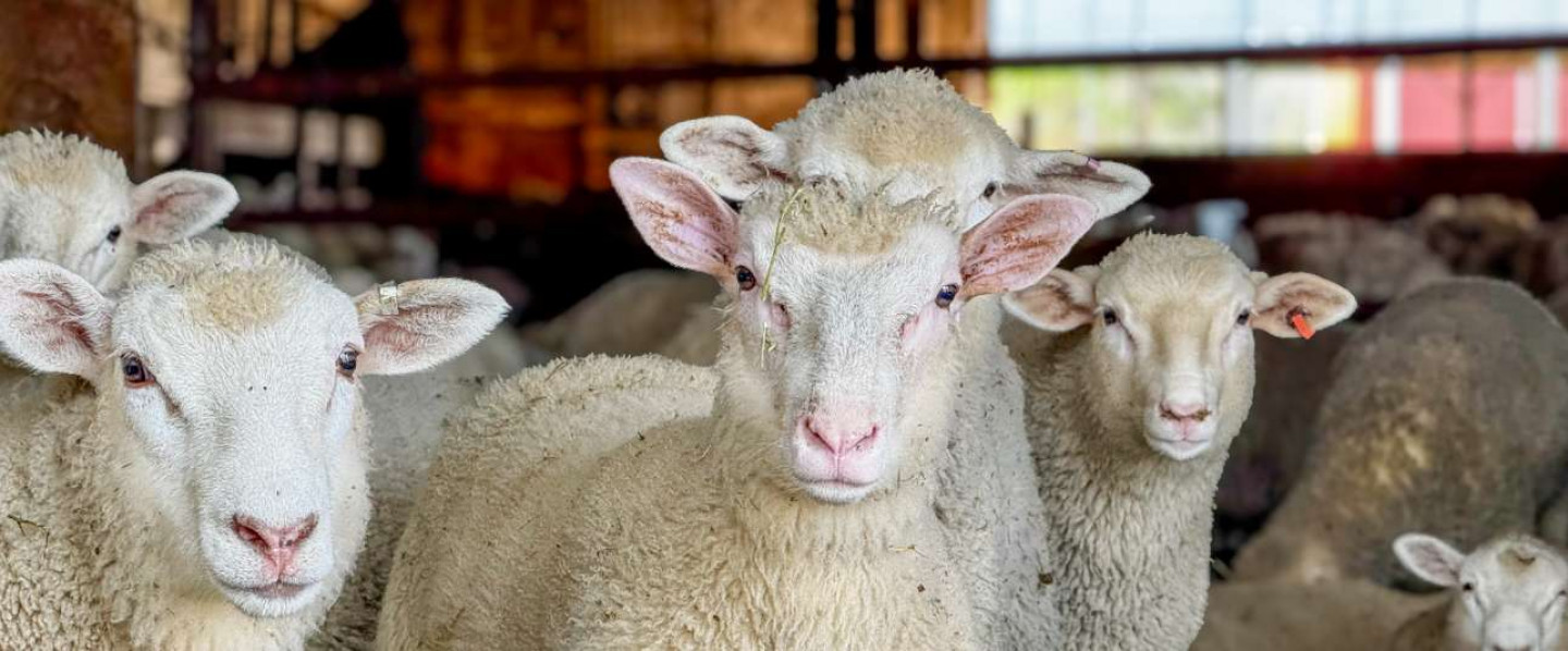 animal sales